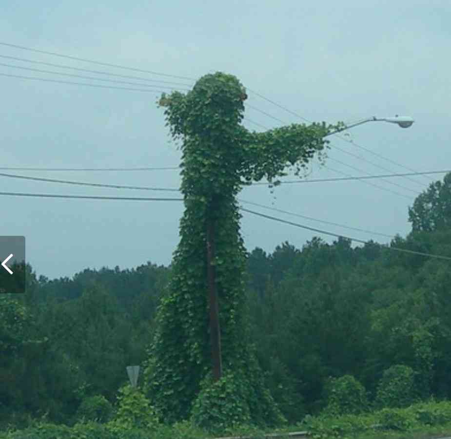隣家からの葉っぱの侵入