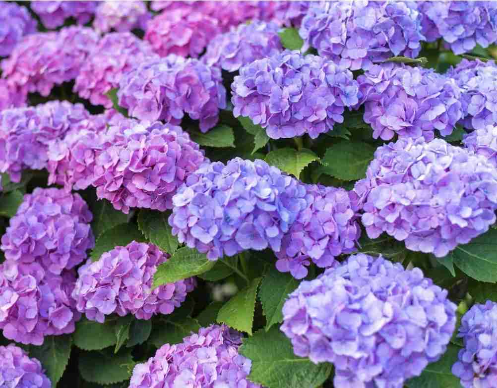 植物に別名をつけてみるトピ