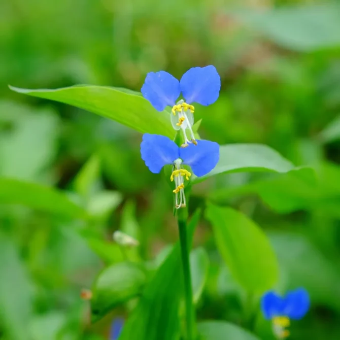 植物に別名をつけてみるトピ
