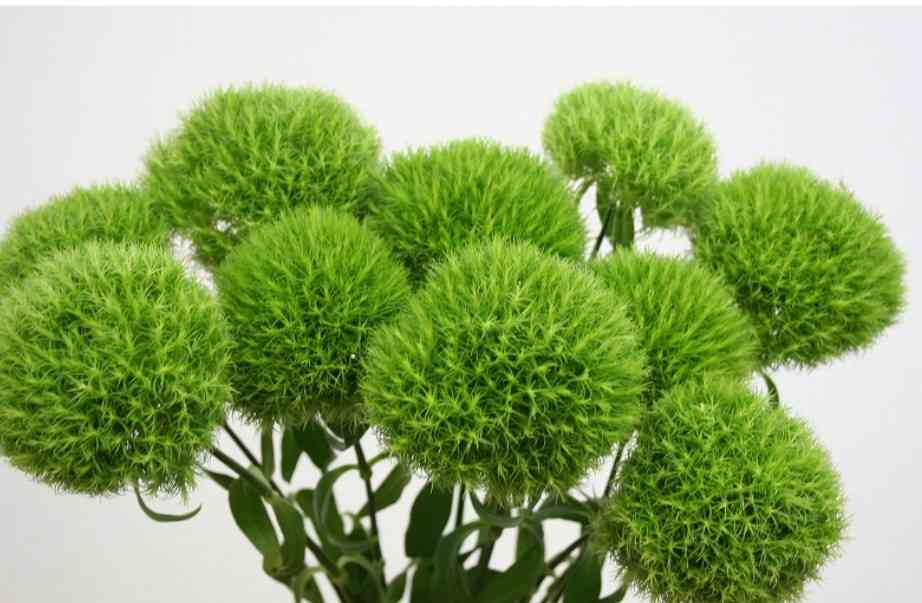 植物に別名をつけてみるトピ