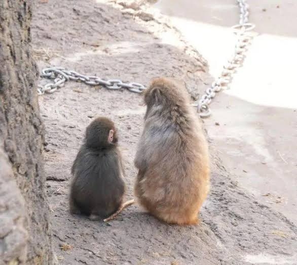 友達ができるってどんな感じだっけ？