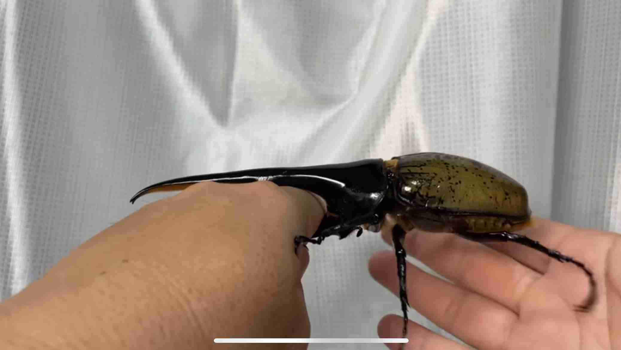 肉食じゃないけど、凶暴な動物といえば何！？