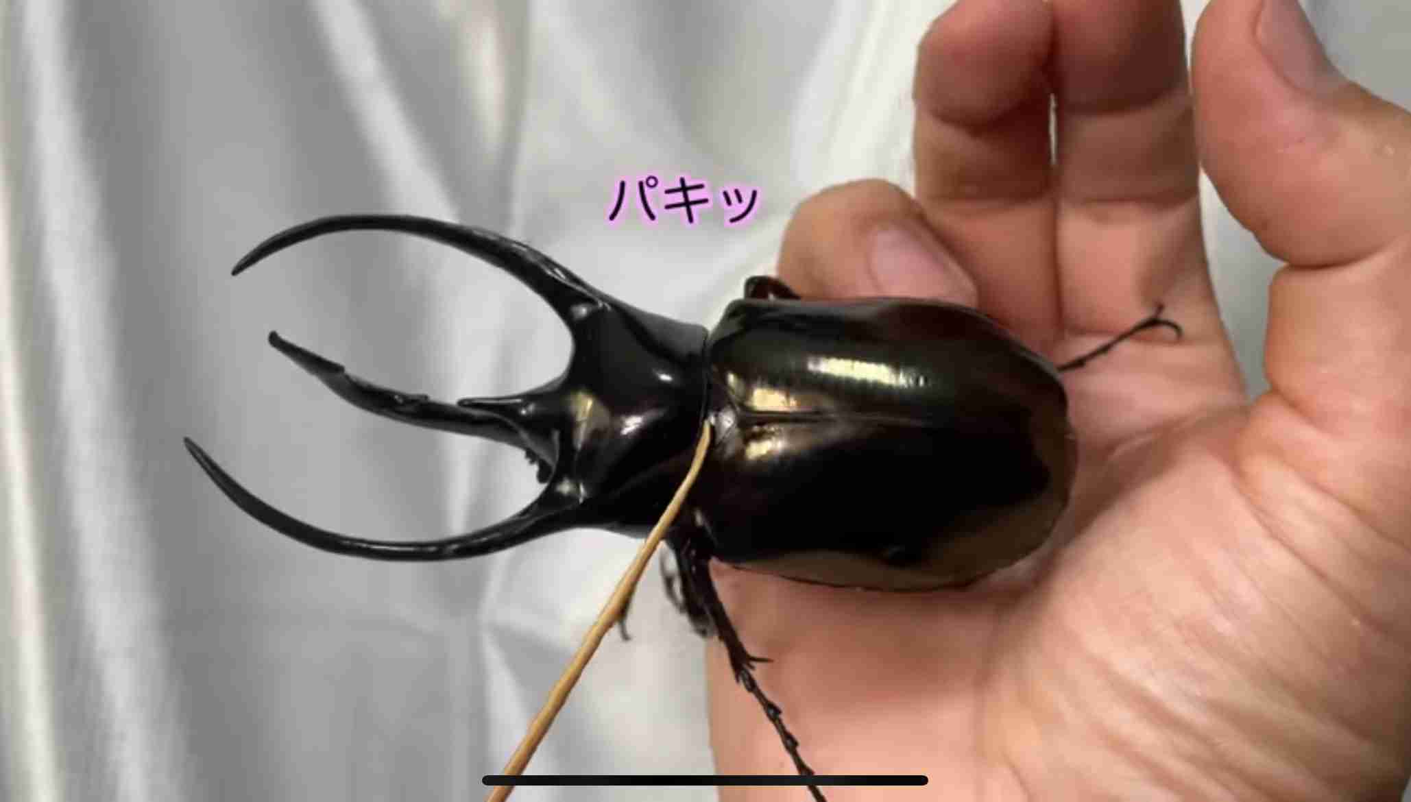 肉食じゃないけど、凶暴な動物といえば何！？