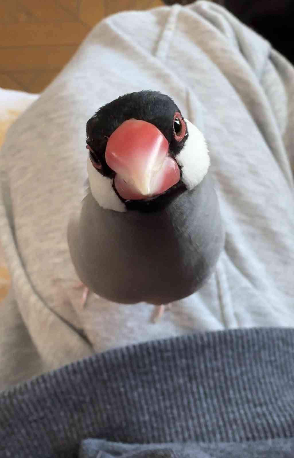 肉食じゃないけど、凶暴な動物といえば何！？