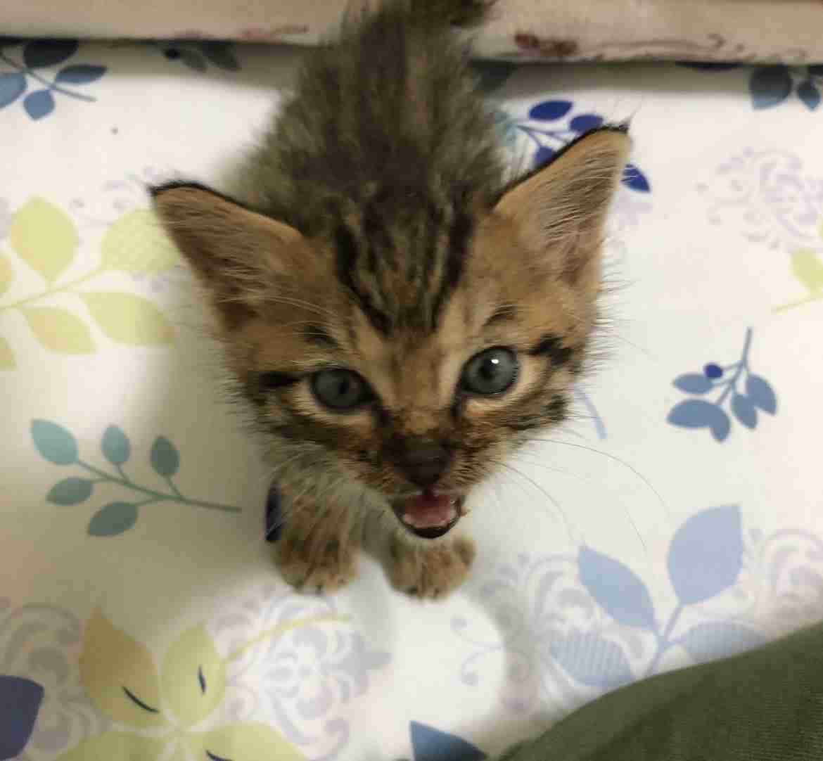 動物病院での、感動・ほっこり・笑えるエピソード③