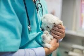 動物病院での、感動・ほっこり・笑えるエピソード③