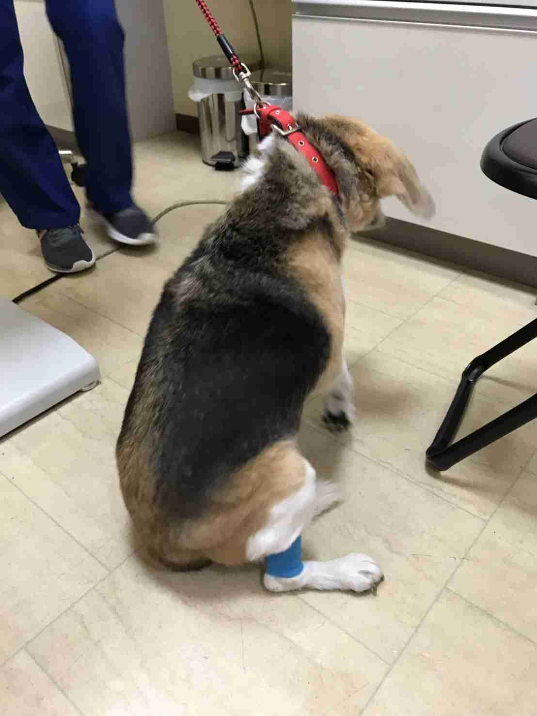 動物病院での、感動・ほっこり・笑えるエピソード③