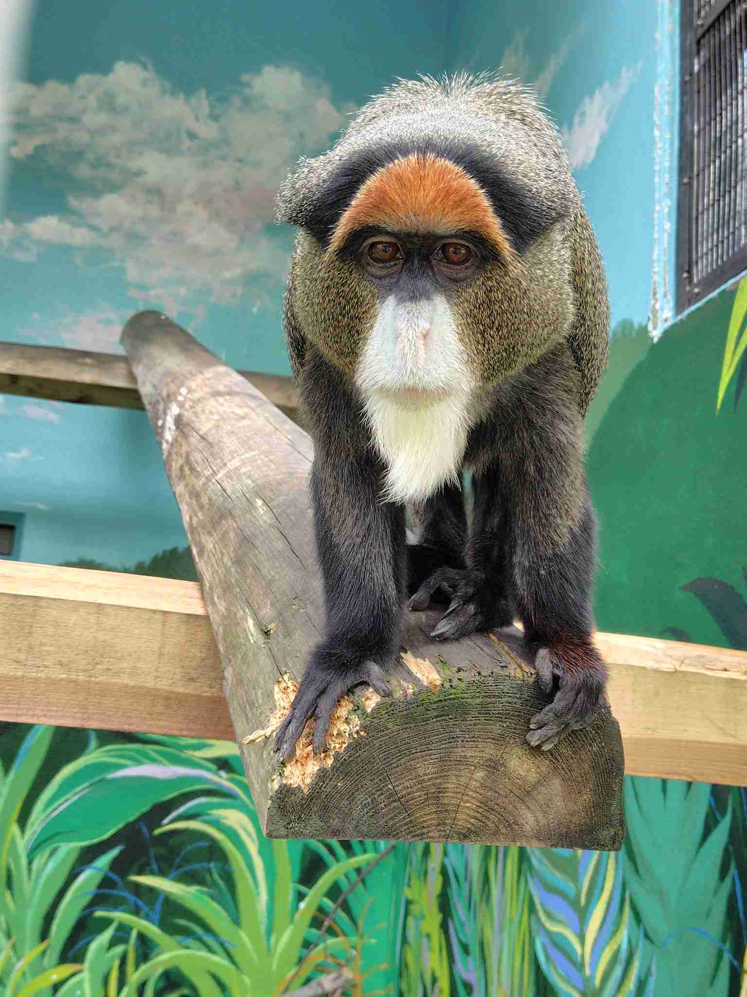 全国の動物園の魅力を語ろう!