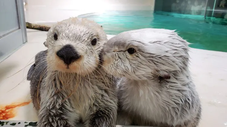 全国の動物園の魅力を語ろう!