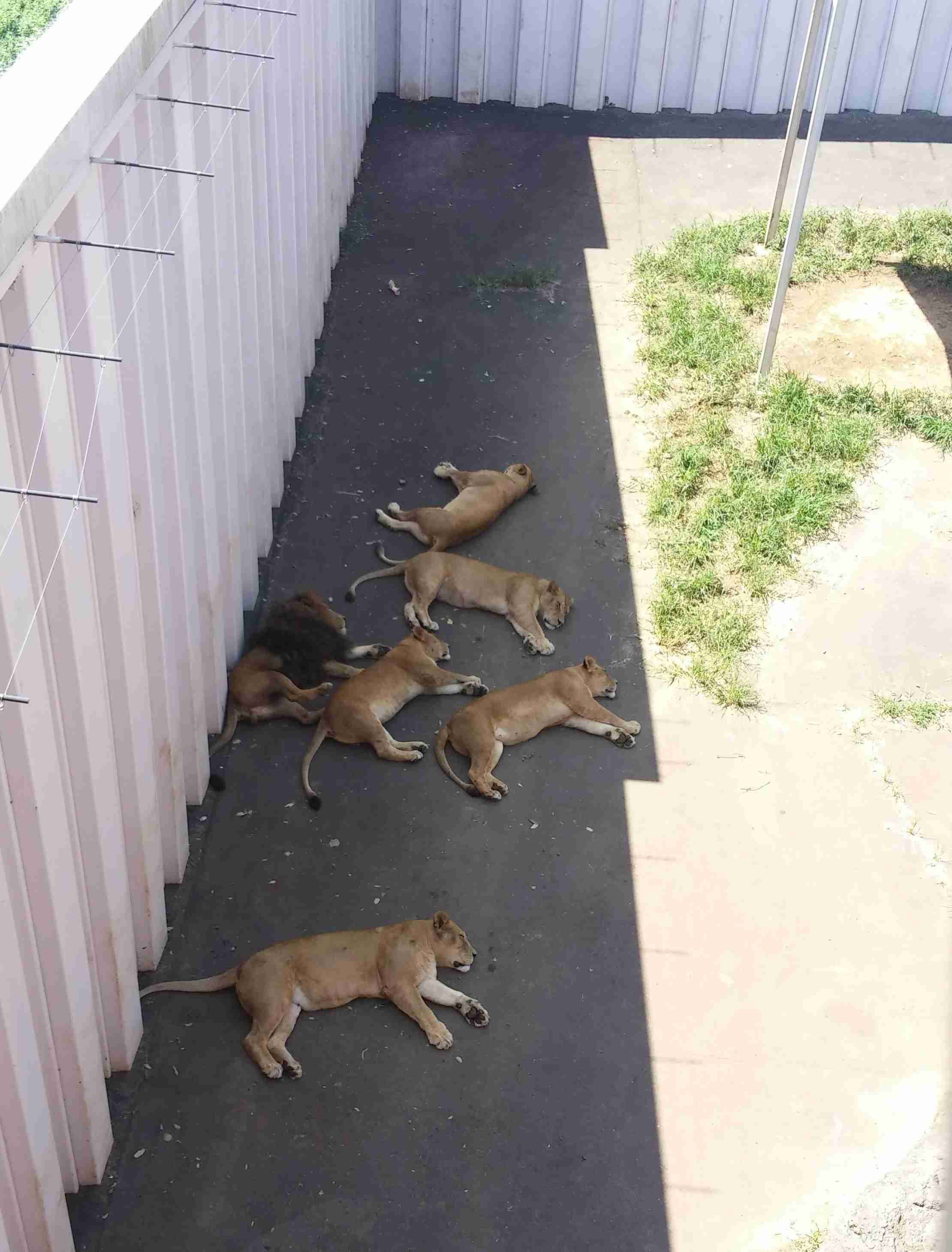 全国の動物園の魅力を語ろう!
