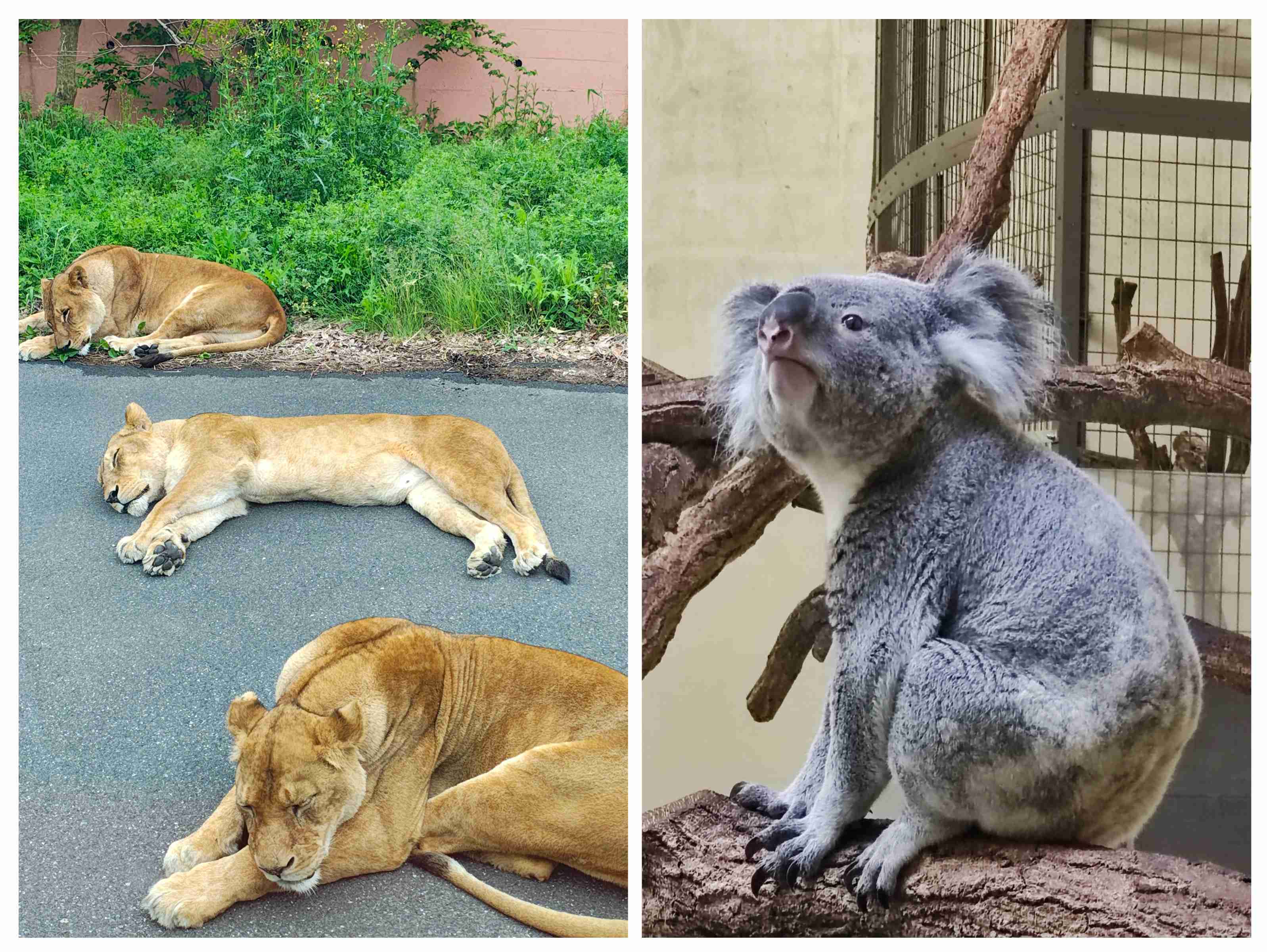 全国の動物園の魅力を語ろう!