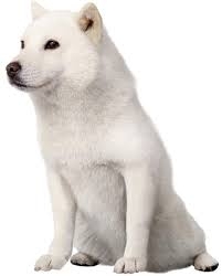 「犬夜叉」実写化キャストを考えよう！part２