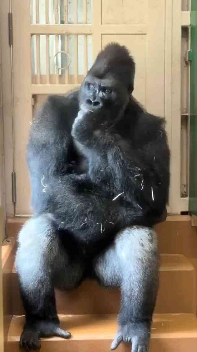 「父シャバーニの登場で緊張するキヨマサ」キヨマサの表情が人間過ぎてなんだかおもろい、それにしてもシャバーニはなぜどついたのか