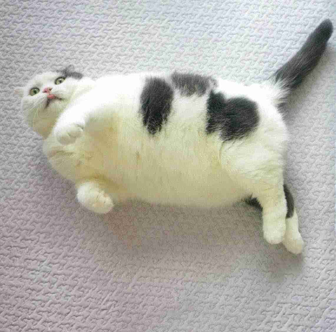 いつも横になっている