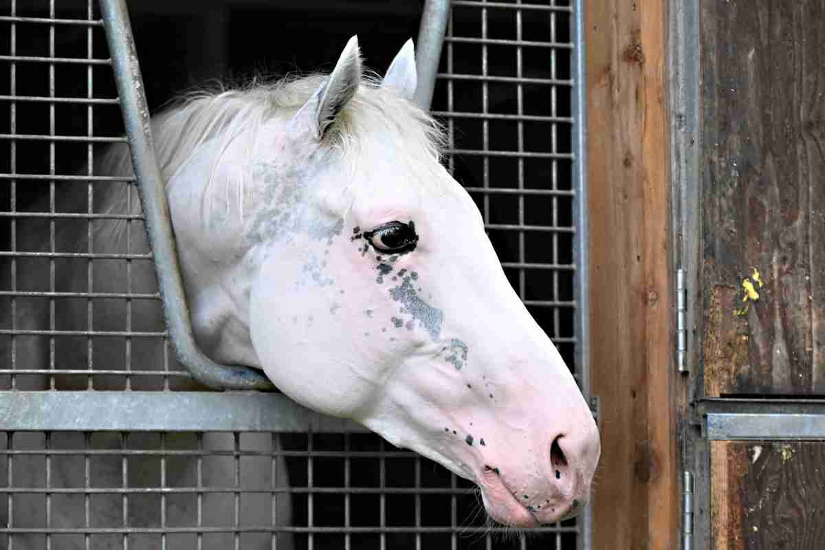 競馬について語ろう🏇【パート5]