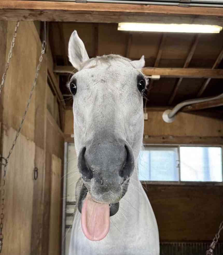 競馬について語ろう🏇【パート5]