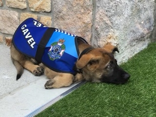 警察犬「おはぎ」初仕事でお手柄…行方不明の80代女性を発見、夜の街を30分追跡　普段は甘えん坊　家族のように育てた指導士も笑顔