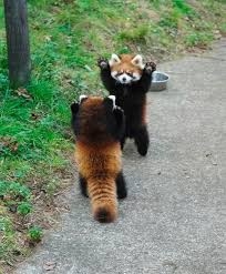 人はどうして見栄を張ったりマウントをとったりするのだと思いますか？