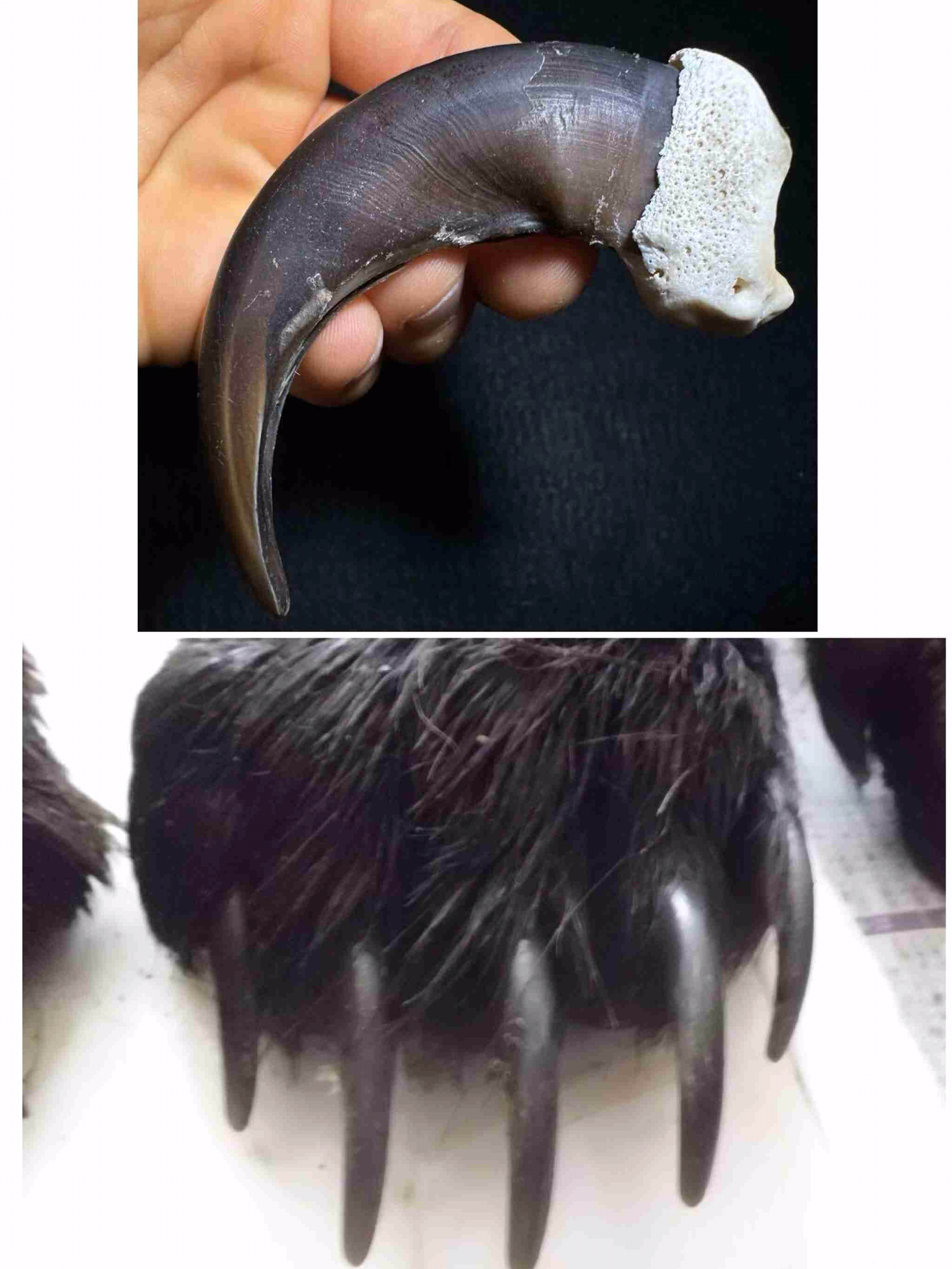 《クマ捕獲でまた…》「殺さないでくれ」「山に逃がせ」役所に電話殺到で担当者は疲弊、“処分して”の声も…いっぽう目撃情報は「昼の時間帯にピタッと止まる状態でした」