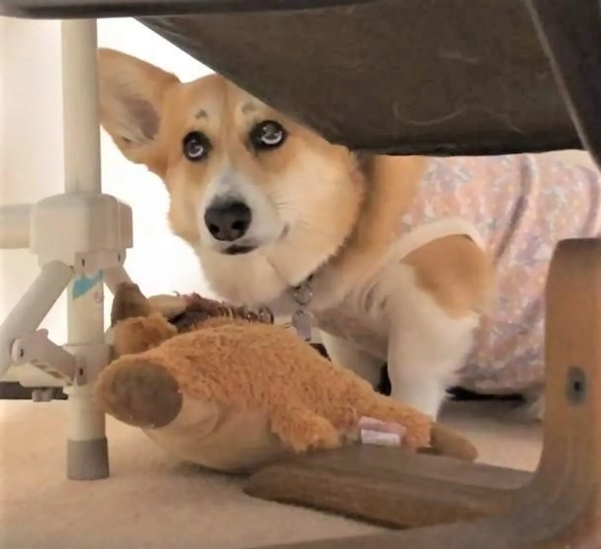 コーギー可愛すぎません?🐶