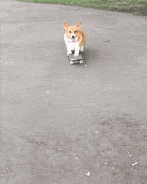 コーギー可愛すぎません?🐶