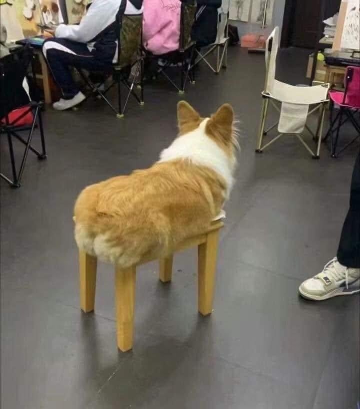 コーギー可愛すぎません?🐶