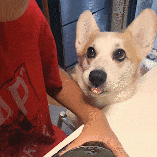 コーギー可愛すぎません?🐶