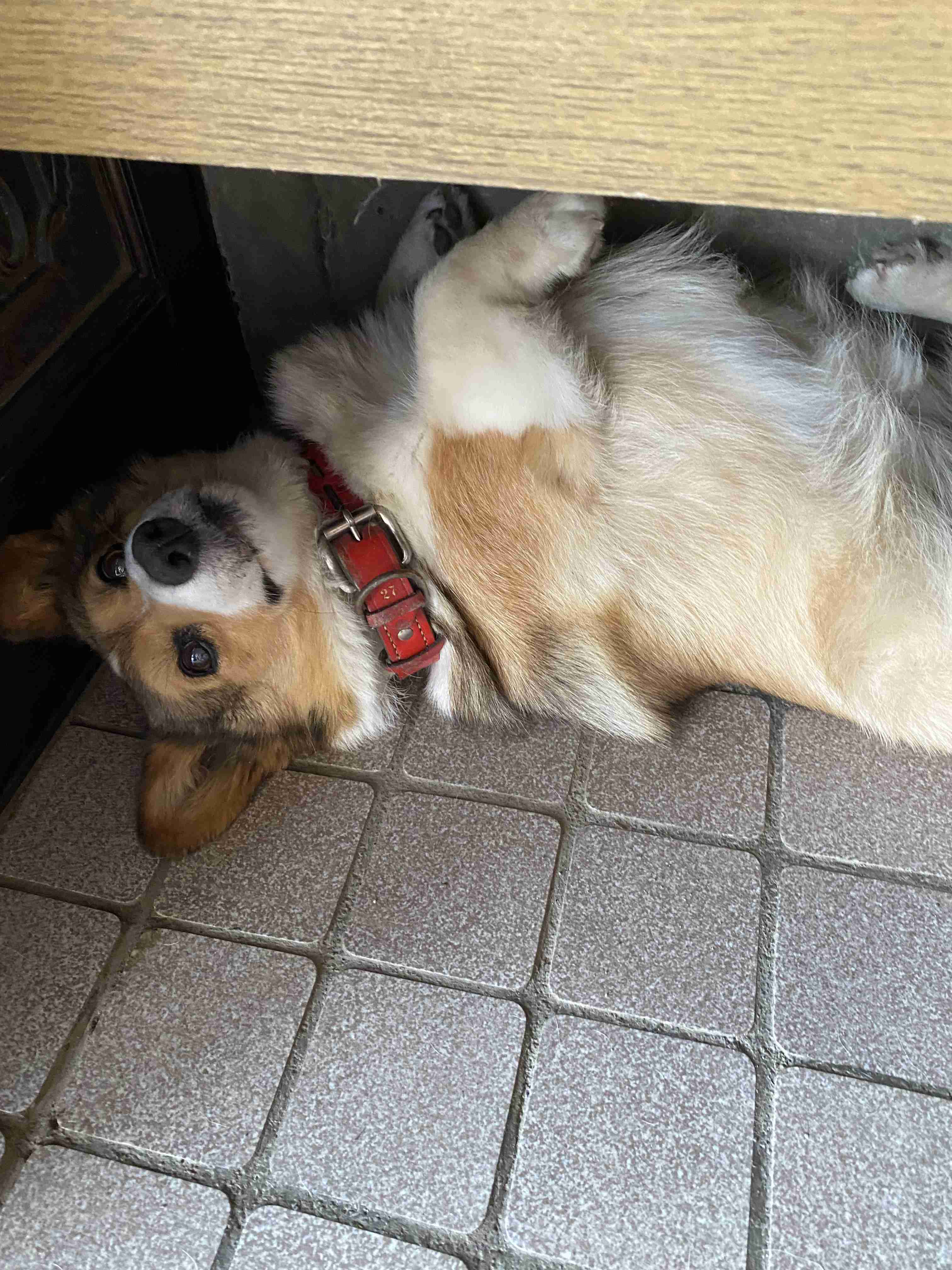 コーギー可愛すぎません?🐶