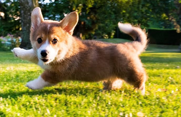 コーギー可愛すぎません?🐶
