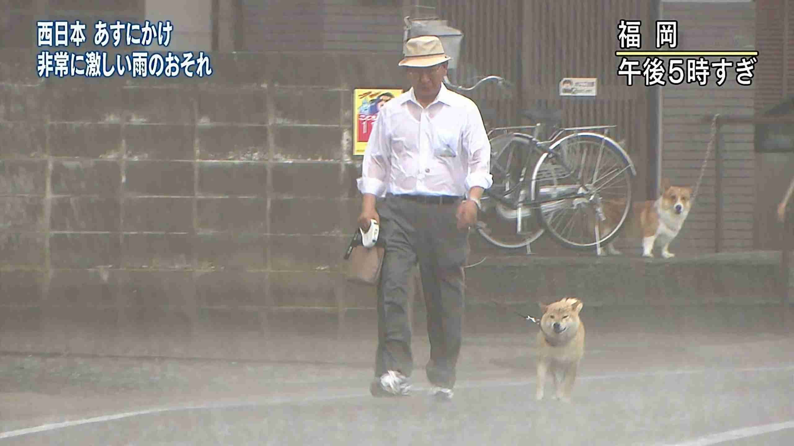 コーギー可愛すぎません?🐶