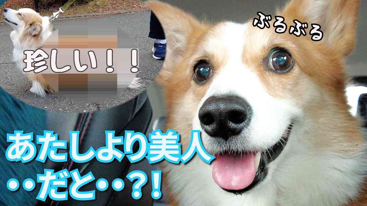 コーギー可愛すぎません?🐶