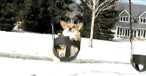 コーギー可愛すぎません?🐶