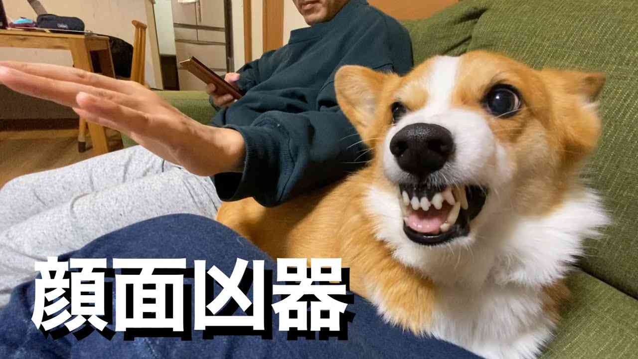 コーギー可愛すぎません?🐶