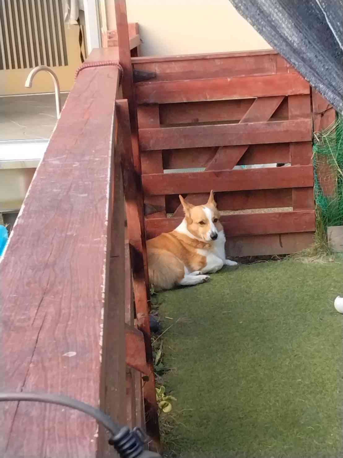 コーギー可愛すぎません?🐶