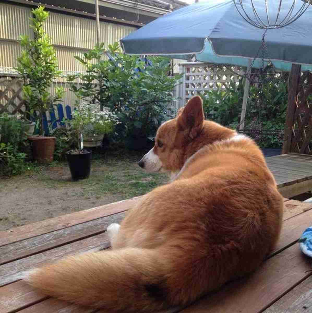 コーギー可愛すぎません?🐶
