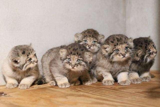 四国で「ツキノワグマ」が絶滅の恐れ　最新調査で25頭確認・高知は9頭　生息域把握し「共存」目指す