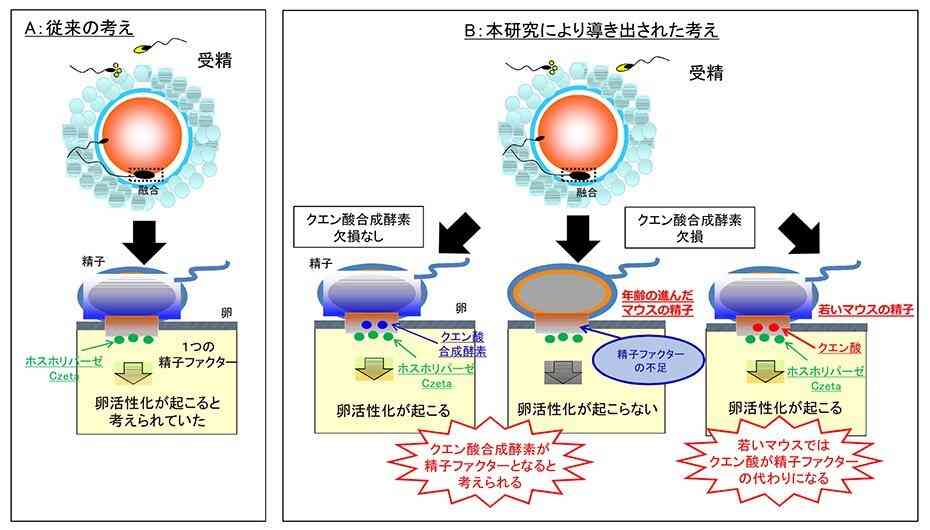 「急増している発達障害だが…」“普通の子”を願うほど苦しくなる。3000人を診た医師が指摘する、親が陥りやすい思い込み