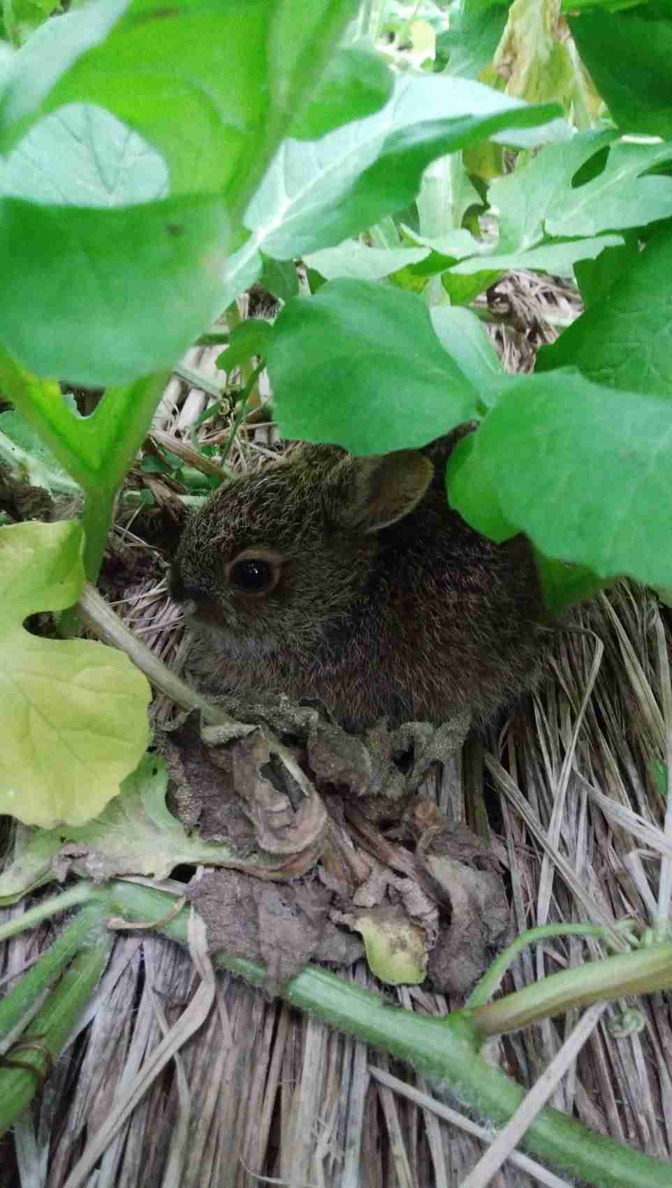 野うさぎについて🐇
