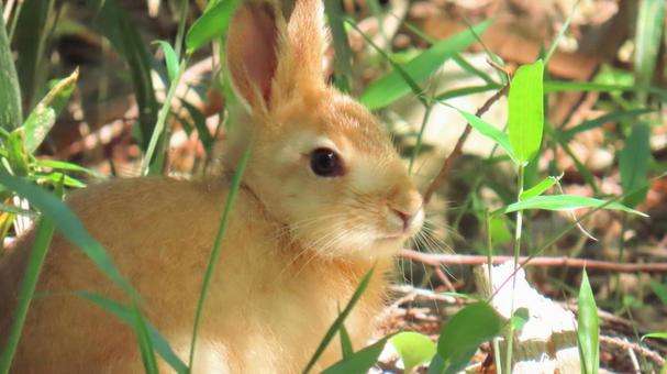 野うさぎについて🐇