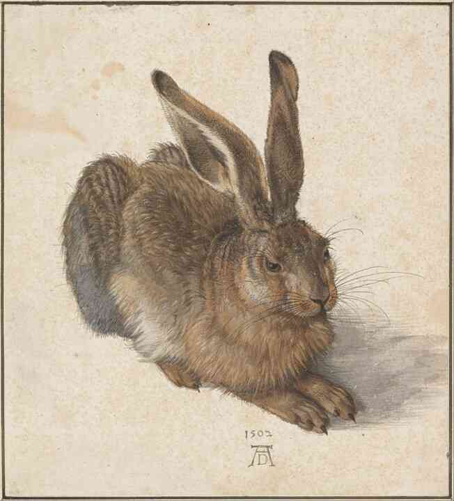 野うさぎについて🐇