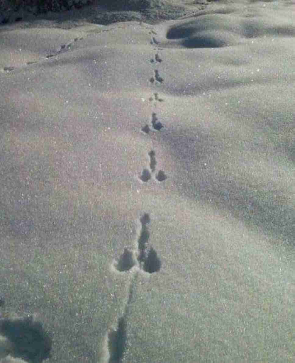 野うさぎについて🐇