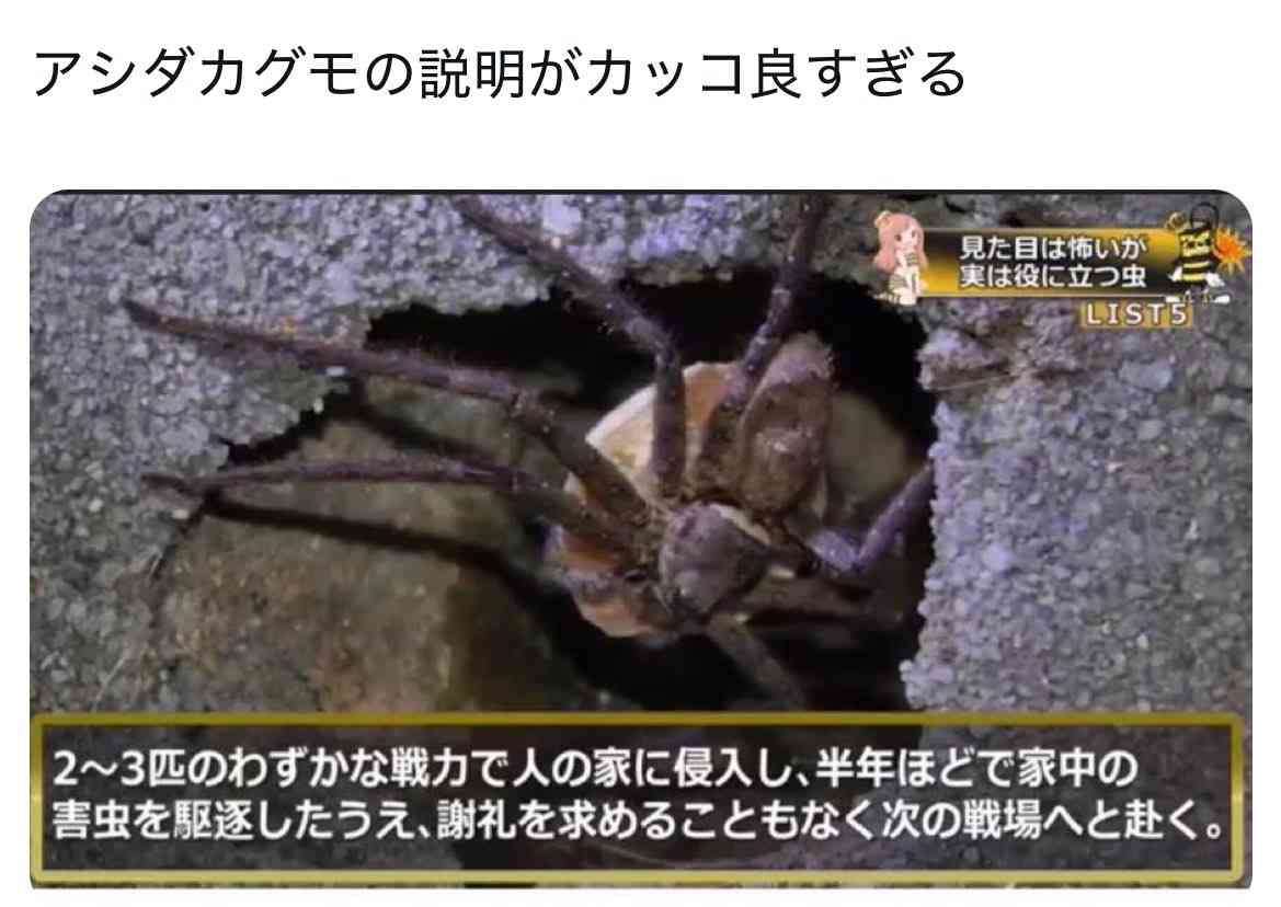 カラス・G・蚊など、嫌われがちなものの『良いところ』をあげてみるトピ(ネタ可)