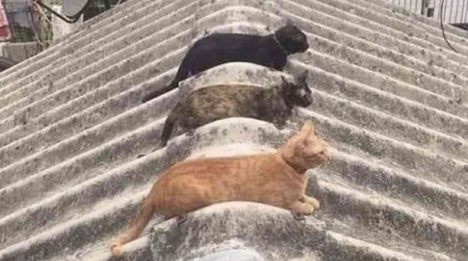 几帳面な人がホッとする画像を集めたい