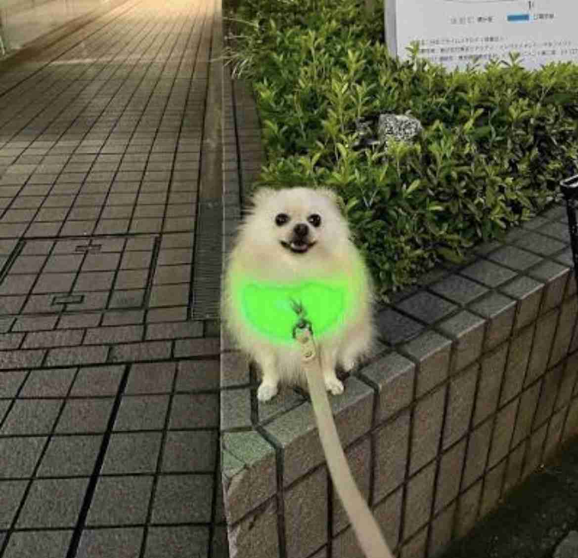 いつも犬を連れてくる友人が面倒くさい