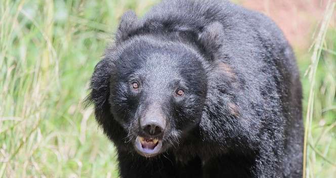 クマ出没を「警戒しろ」と言うけれど「丸腰巡回」で負傷者も…「クマスプレー」装備と「噴射訓練」のハードル