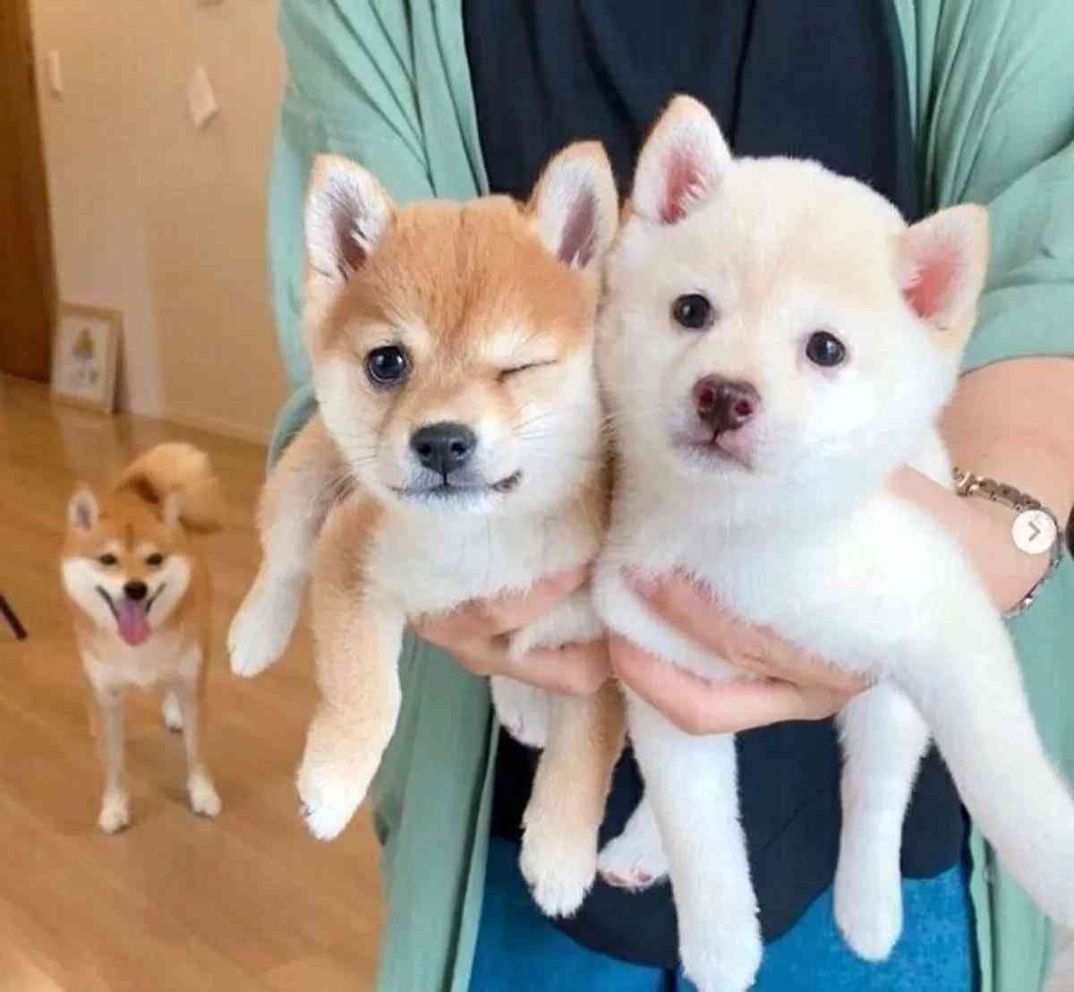 プラマイ半々を狙うトピ