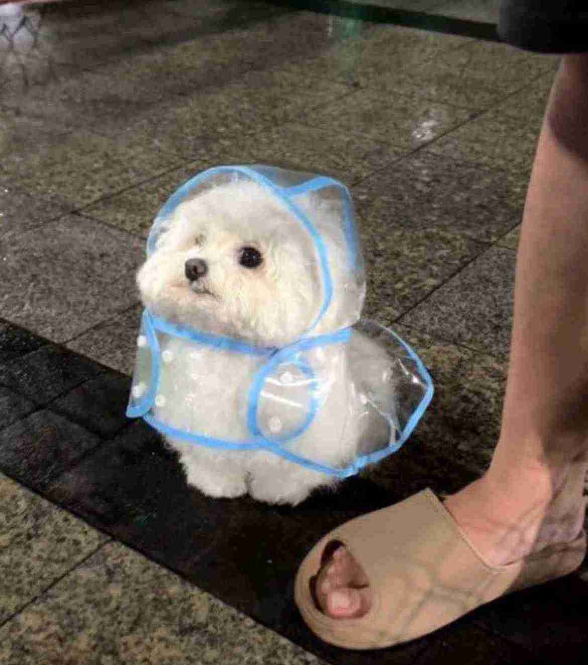 小型犬の男の子に女の子の洋服着せるのありですか なしですか