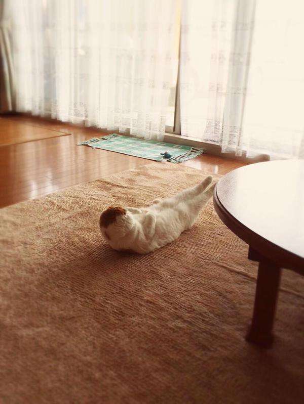 プランクの効果について