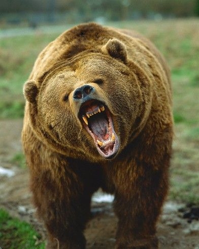 【クマ出没】登山者の男性に向かってくるクマ、撃退スプレー噴射で逃亡　去年26歳男性が襲われ死亡した羅臼岳　すべての登山道を緊急閉鎖　北海道知床半島