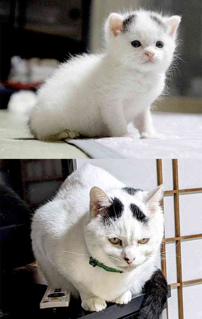 なぜママ友グループの中に『ボス猫』みたいな人が生まれるのですか?